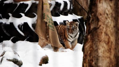 Amurgtigerunge i snön vid en trasig säck.