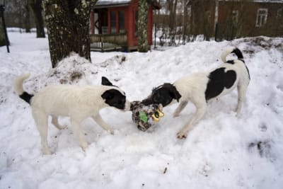 Två hundar står på en snöhög som drar i en leksak åt varsitt håll. 