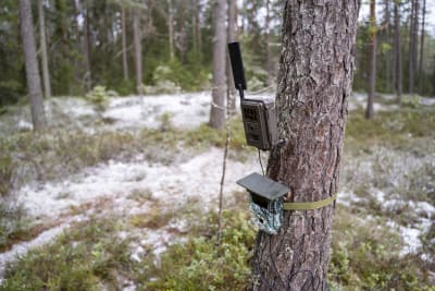 Viltkameror i skogen.