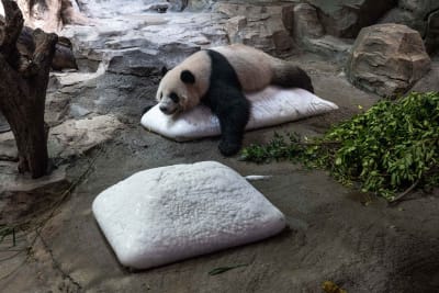 En panda ligger på mage på en hög med is.