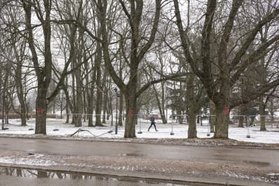 Träd invid Mannerheimvägen.