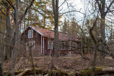 Övergivet hus på övervuxen gård bakom snåriga buskar. 