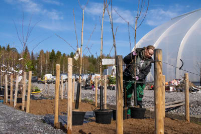 Anne Koskinen planterar ett träd i Cassandras trädgård.