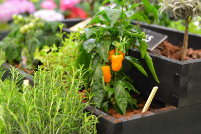 Orange liten paprika växer i en odlingslåda.