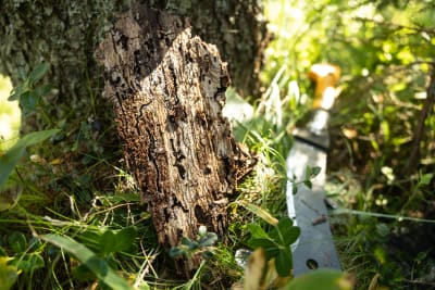 Fårad barkbit lutar mot en trädstam