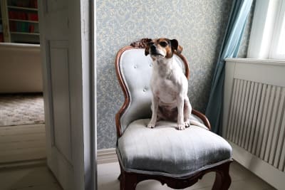 Hunden Pricken