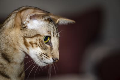 En katt sedd i profil tittar koncentrerat på något.