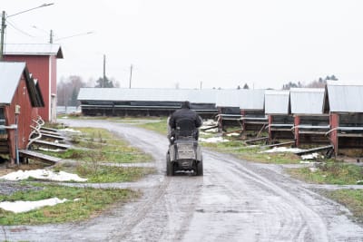 pälsfarm