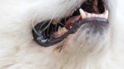 Närbild på hund som visar tänderna