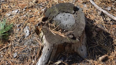 En grå stubbe med många små hål i.
