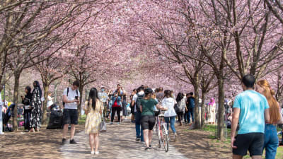 Människor promenerar under körsbärsträd som blommar.