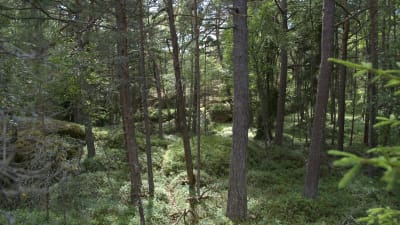 Gammal skog.