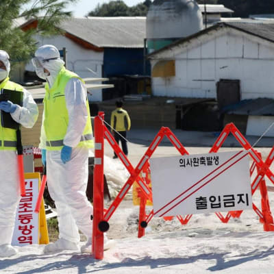 Viranomaiset valvoivat syyskuussa karanteeniin asetettua sikatilaa  Gimpossa, Etelä-Koreassa.