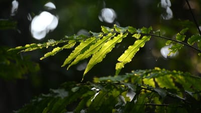 Ett blad med flera flikar i en fuktig regnskog.