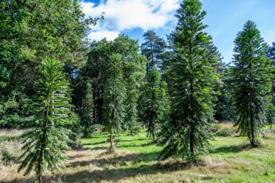 Maailman vanhin puulaji australianwollemia. 