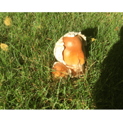 Tre bilder på svamp som växer på gräsmatta.