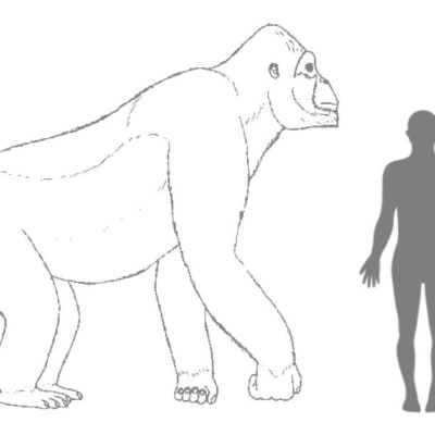 Piirros, jossa neljällä jalalla kävelevä apina on ainakin viisi kertaa ihmishahmon kokoinen. 