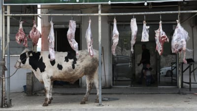 Svartvit ko står på ett betonggolv och ovanför den hänger köttstycken från en ribba i takhöjd taket.
