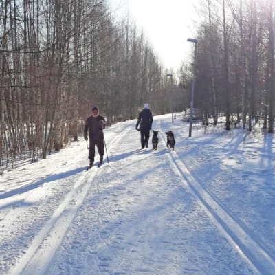 Skidlöpare och fotgängare i skidspår
