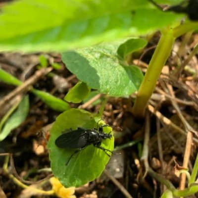 Tre bilder på grön växt med svarta skalbaggar.