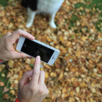 Mies kuvaa kännykkäkameralla koiraa, joka istuu keltaisten lehtien keskellä.