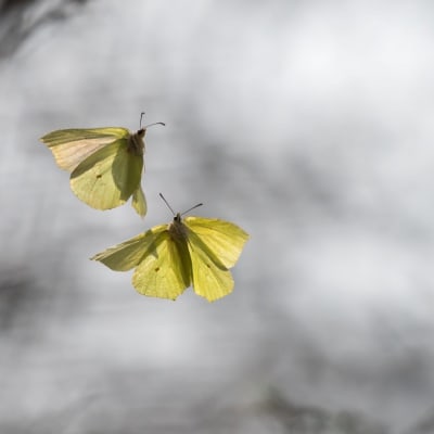 Kaksi keltaista perhosta lentää lehdettömien puunoksien edessä. 