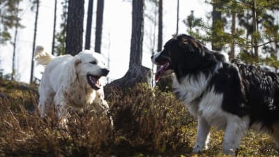 Två hundar leker i skogen.