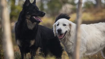 En svart och en vit hund i en skog. 