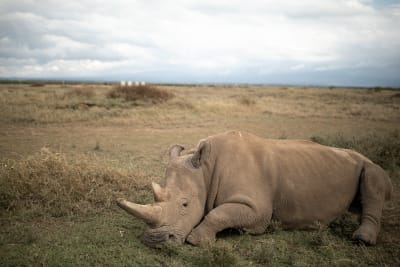 Utrotningshotad noshörning som ligger på en savann i Kenya.