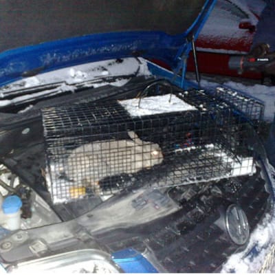 Jägare Hannu Luoto fångade en kanin i en bil vintern 10/11