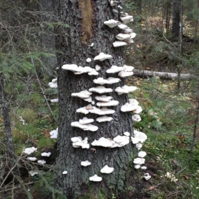 Tre bilder på vita svampar som växer på ett träd.