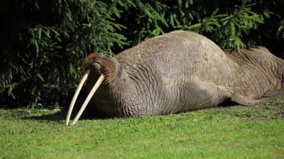 En valross ligger på mage på en gräsmatta och vilar huvudet på huggtänderna.