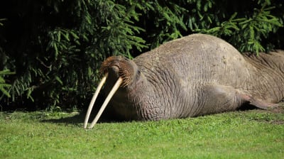 Valrossen Stena ligger på en gräsmatta i Kotka.