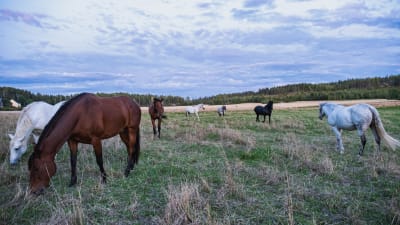 Erivärisiä hevosia suurella laitumella, osa lähempänä, osa kauempana.