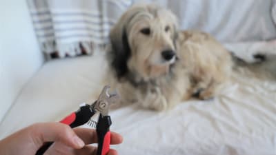 Hand med klosax, i bakgrund en hund som tittar bort.