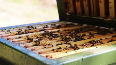Honungsbin inne i en öppen bikupa.