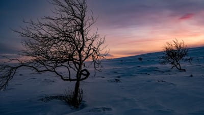 Fjällbjörk i vintrig ödemark i Nuorgam.