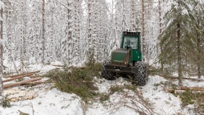 En grön avverkningsmaskin fäller barrträd i en snötäckt skog.