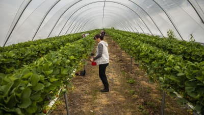 Personer som plockar jordgubbar i ett växthus.