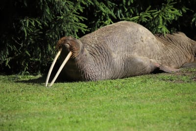 En valross ligger på mage på en gräsmatta och vilar huvudet på huggtänderna.