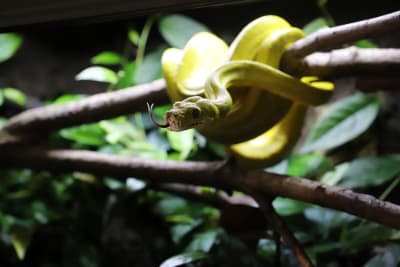 En citronfärgad orm är ihopringlad på en gren med tungan ute 