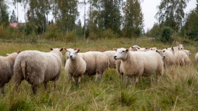En flock med får betar vid en gräsäng.