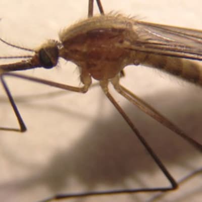Anopheles daciae -lajiin kuuluva hyttynen