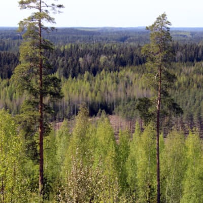 Ylhäältä kuvattu metsämaisema, jossa vaaleanvihreässä asussa olevia koivuja ja tummempia havupuita. Etualalla kaksi hoikkaa, korkeaa mäntyä.