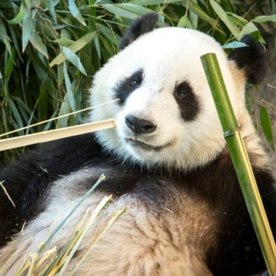Panda äter vid Etseri djurpark.