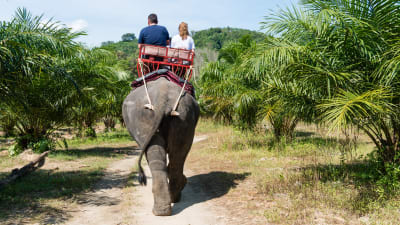 Ett par sitter med ryggen till på en elefantrygg. Elefanten går på en stig mellan gröna palmer. 