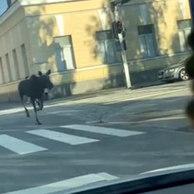 Hirvi liikkuu Mikkelin kaupungin keskustassa. Kuvan ottanut yksityishenkilö autonsa kyydistä.