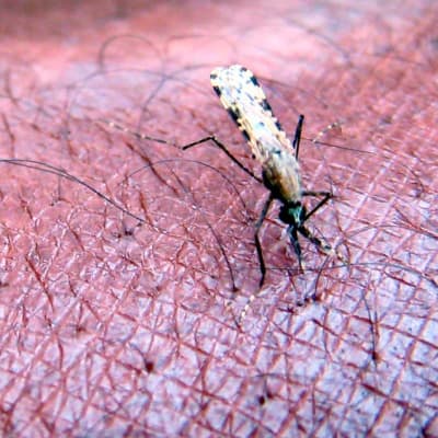 Anopheles gambiae moskiitto joka levittää malariaa.