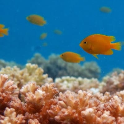 Keltaisia neitokaloja koralliriutalla. 