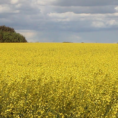 Blommande rapsfält